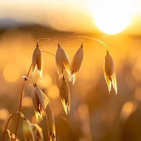 Oats