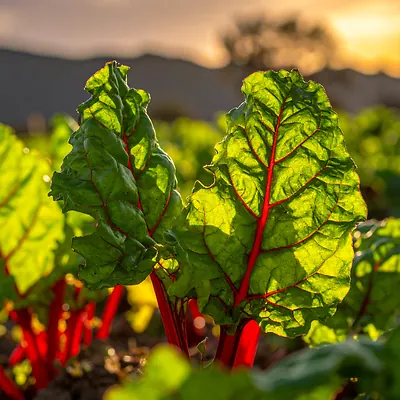Swiss Chard