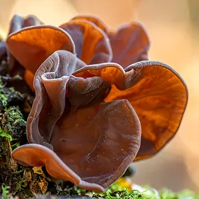 Wood Ear Mushroom