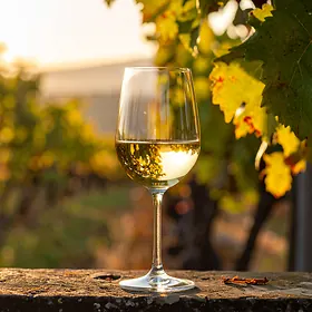 Riesling reński - szlachetne wino