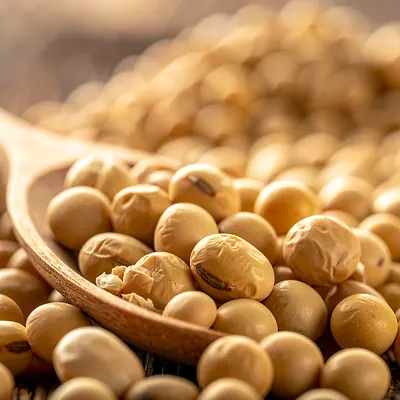 Dried Soybeans