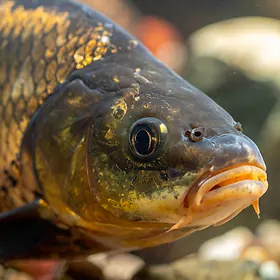 Amur biały