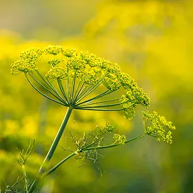 Fennel