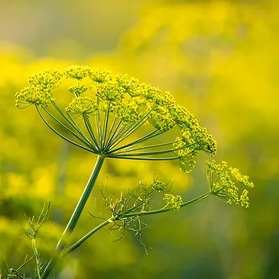 Fennel