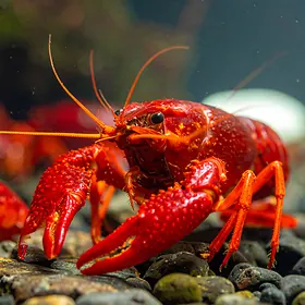 Langusta