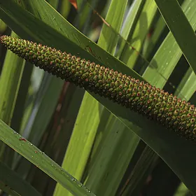 Tatarak