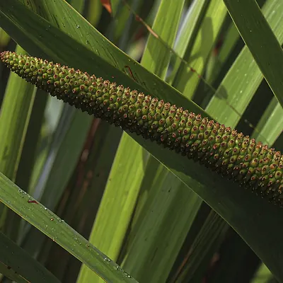 Calamus