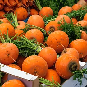 Parisian carrot