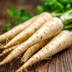 Parsley root