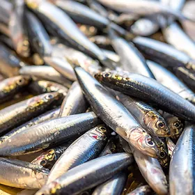 Anchois