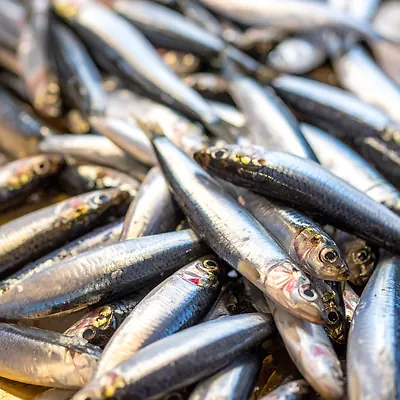 Anchois
