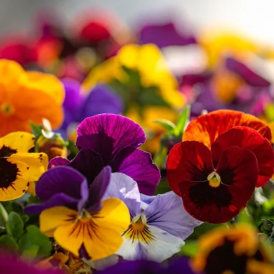 Edible Flowers