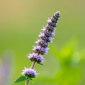 Korean mint