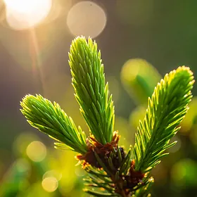 Young Fir Shoots