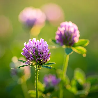 Alfalfa