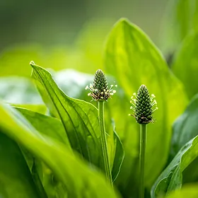 Babka (Plantago)
