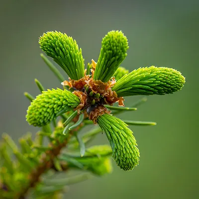 Young Spruce Shoots