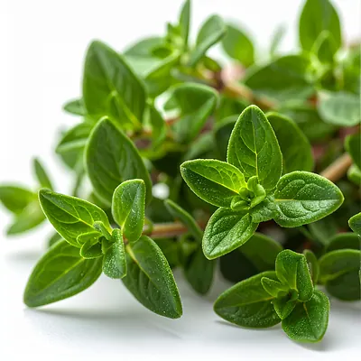 Lemon Thyme