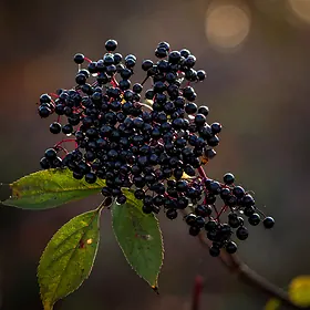 Elderberry