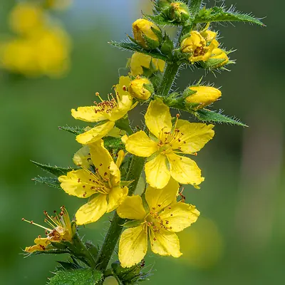 Agrimony