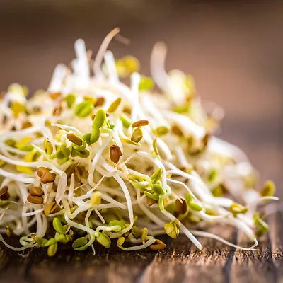 Alfalfa Sprouts