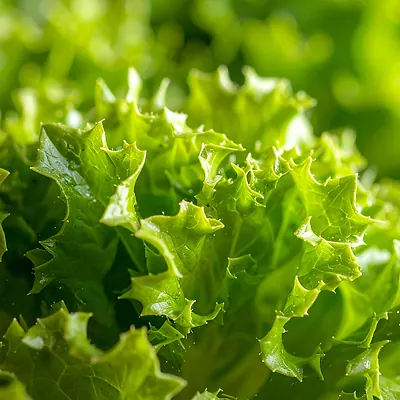 Salát Frisée