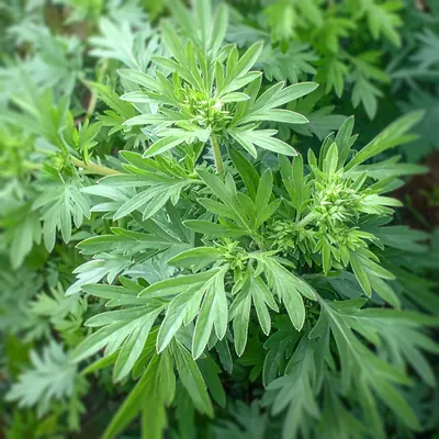 Wormwood